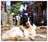 10/lukla 40 (Small).jpg